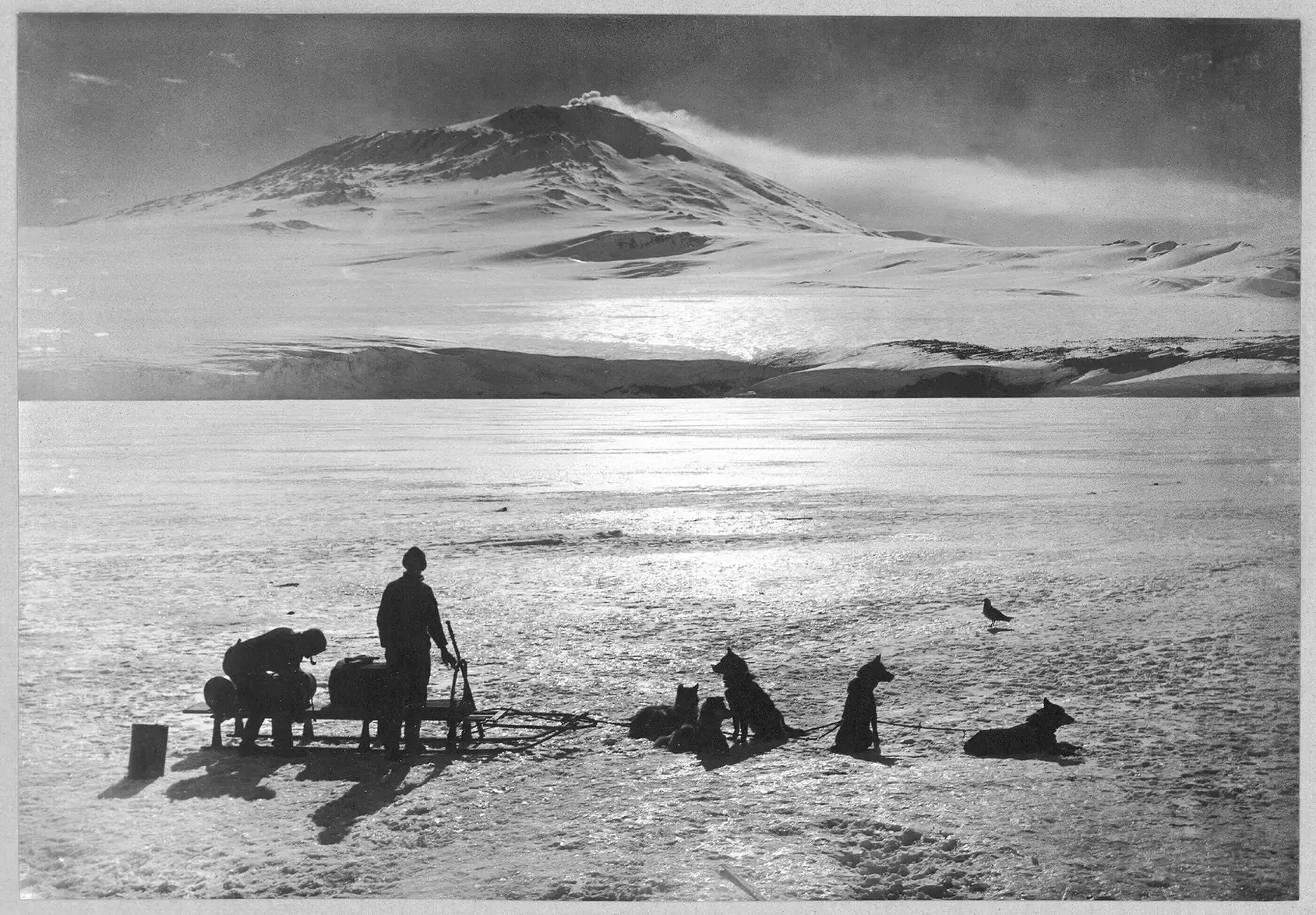 Trailside Retreat, Dog sled team in a snowy mountain landscape near the retreat, luxury vacation rental in Silverthorne, Colorado